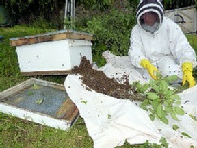 Devon Beekeeping 2